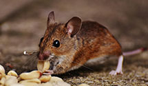 24 Hour & Emergency Exterminators in Sedgwick, ME